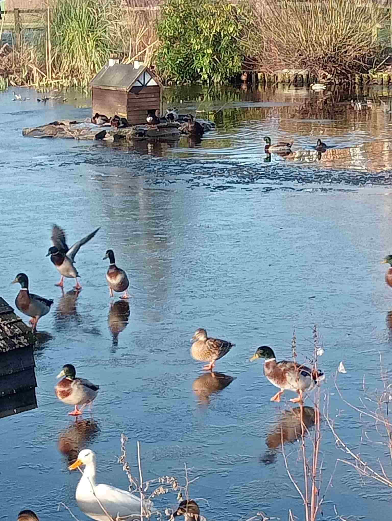 Ducks on frozen pond 1